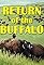 The Return of the Buffalo: Restoring the Great American Prairie's primary photo