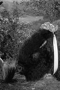 Primary photo for The Great Buffalo Hunt Primary photo for The Great Buffalo Hunt
