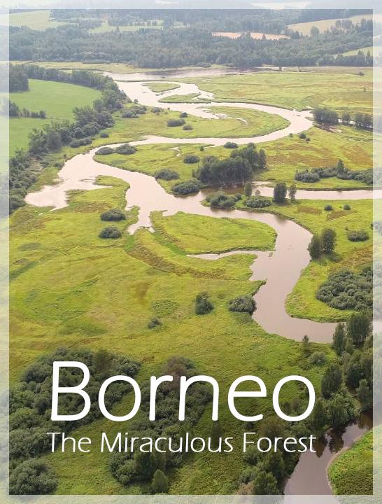 Borneo - The Miraculous Forest
