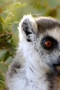Primary photo for Sifaka Showdown