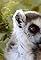 Sifaka Showdown's primary photo