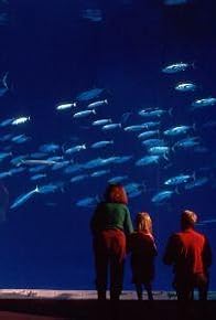 Primary photo for Ocean in Glass: Behind the Scenes of the Monterey Bay Aquarium Primary photo for Ocean in Glass: Behind the Scenes of the Monterey Bay Aquarium
