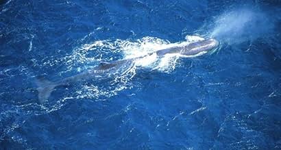 Whales of Atlantis: In Search of Moby Dick (2003) - IMDb