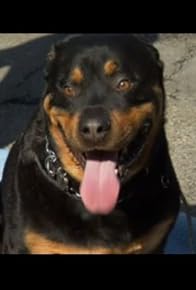 Primary photo for Titan, Candy and Bella