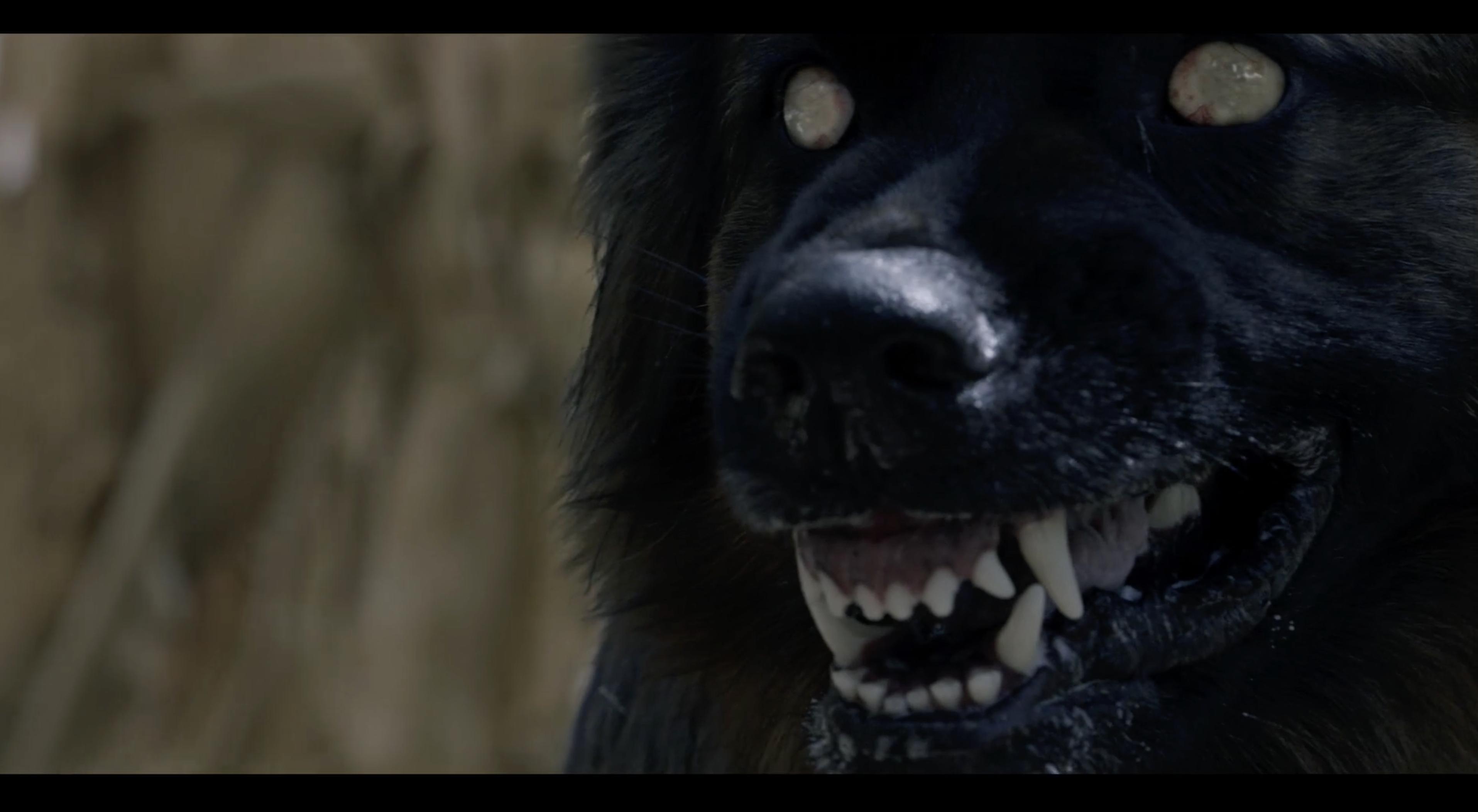The Dogs (2025) - IMDb