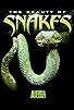 Primary photo for Beauty of Snakes Primary photo for Beauty of Snakes