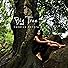 Primary photo for Candice Anitra: Big Tree Primary photo for Candice Anitra: Big Tree
