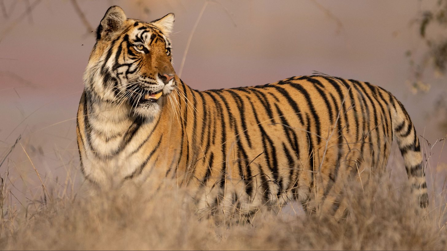 My Tiger Family (2024) - IMDb