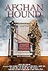 Primary photo for Afghan Hound