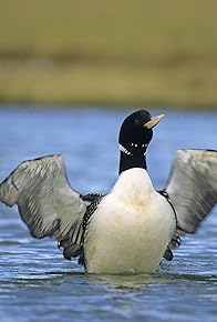 Primary photo for Through the Lens: Yellow-billed Loon
