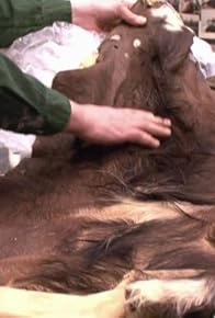 Primary photo for I Am the Walrus