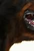Primary photo for Rottweiler/Boston Terrier/Basset Hound/Shar Pei/St. Bernard Primary photo for Rottweiler/Boston Terrier/Basset Hound/Shar Pei/St. Bernard