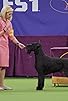 Primary photo for Westminster Dog Show Primary photo for Westminster Dog Show