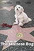 Primary photo for The Maltese Dog Primary photo for The Maltese Dog