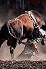 Primary photo for Roughstock