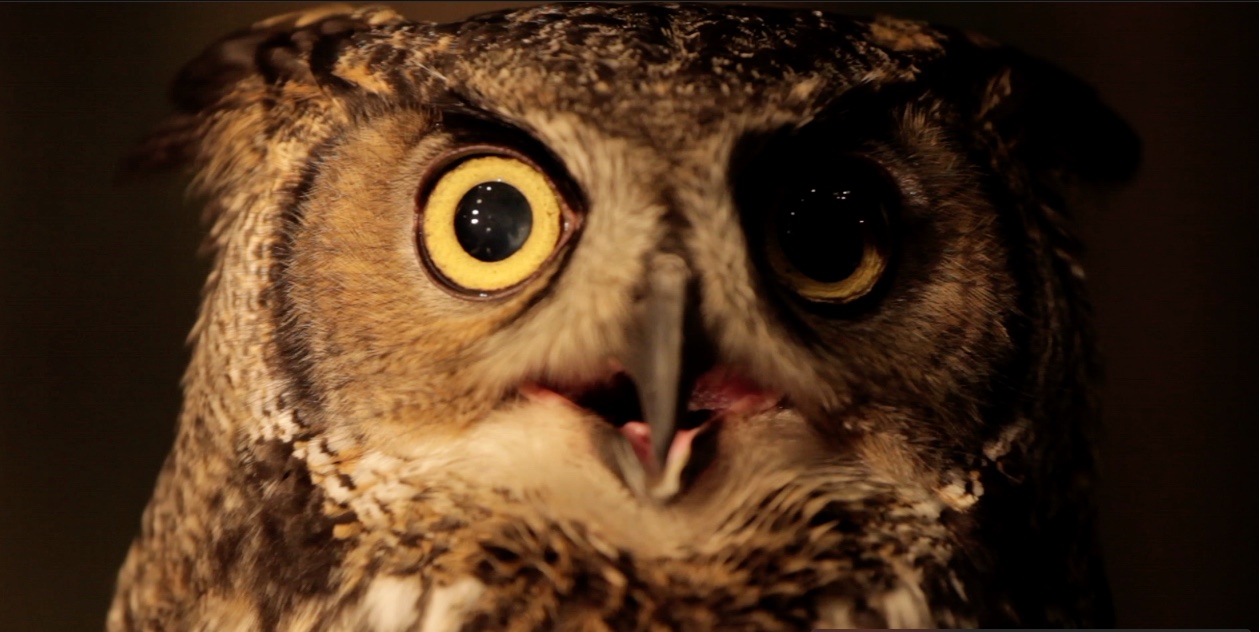 洋楽 V/Vm The Owls Are Not What They Seem V/Vm The Owls Are Not What They Seem THE OWLS ARE NOT WHAT