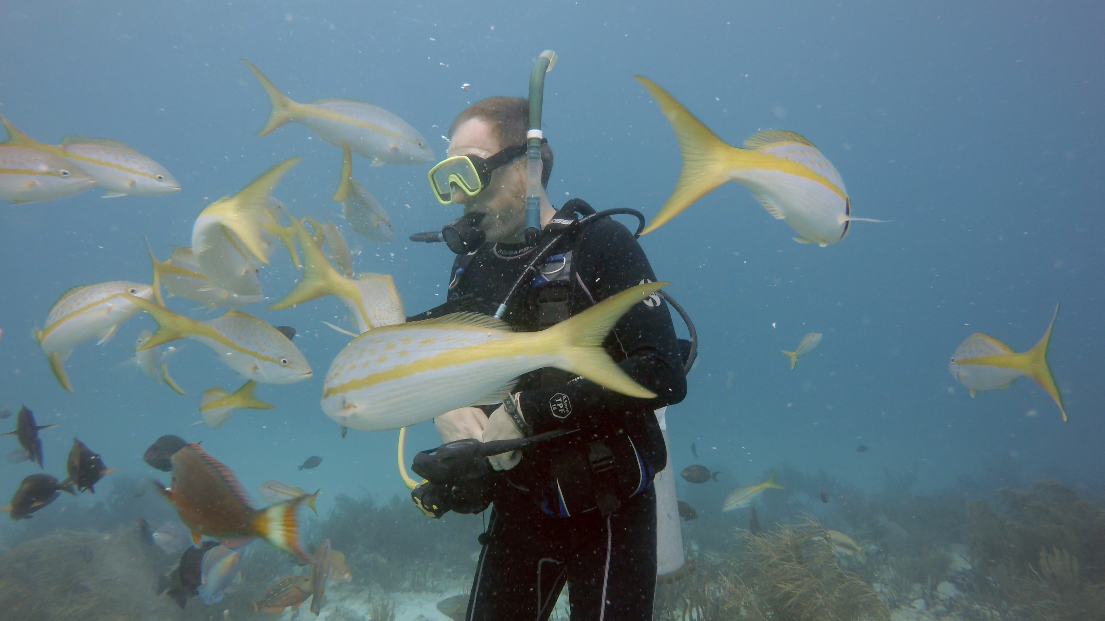 その他 Evolution&#39;s Achilles Heel [Blu-ray] Evolution's Achilles Heel [Blu-ray]