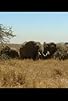 Primary photo for African Savannah