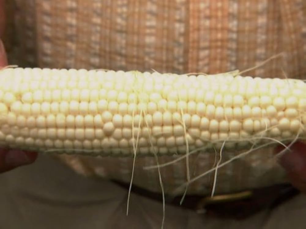 "How Stuff Works" Corn (TV Episode 2008) IMDb