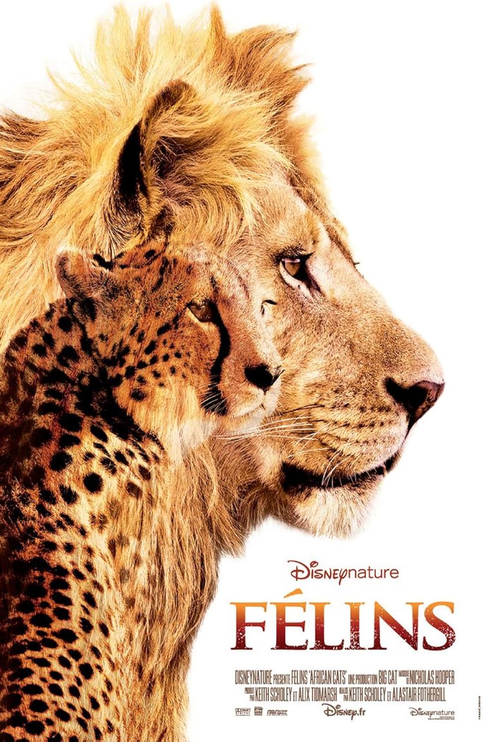 FAUVES d'Afrique Alain Pons アフリカ野生猫科　写真集 FAUVES d'Afrique Alain Pons アフリカ野生猫科 写真集 ほぼねこ