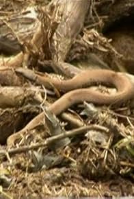 Primary photo for Kitty Corpse Cleanup