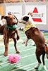 Primary photo for Puppy Bowl XI