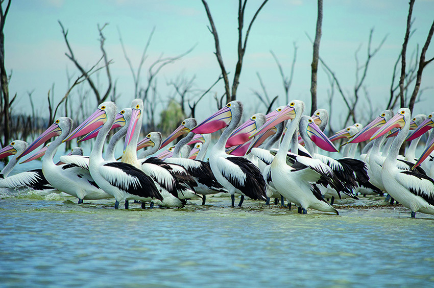 Our Planet" Fresh Water (TV Episode 2019) - IMDb