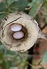 Primary photo for Animal Homes: The Nest Primary photo for Animal Homes: The Nest
