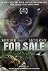 Primary photo for Spider Monkey for Sale Primary photo for Spider Monkey for Sale