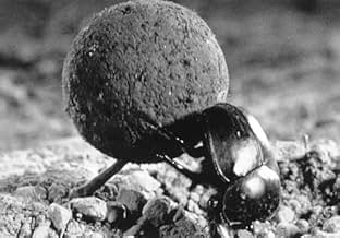 पोस्टर देखें