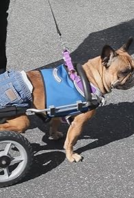 Primary photo for Dogs to the Rescue