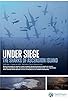 Primary photo for Under Siege: the Sharks of Ascension Island Primary photo for Under Siege: the Sharks of Ascension Island