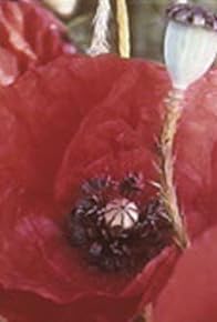 Primary photo for Poppy Fields