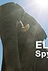 Primary photo for Elephants: Spy in the Herd Primary photo for Elephants: Spy in the Herd