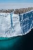 Primary photo for Wild Antarctica Primary photo for Wild Antarctica