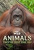Primary photo for Animals, They're Just Like Us! Primary photo for Animals, They're Just Like Us!