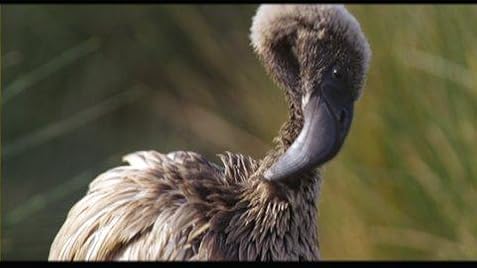 The Cinematic Orchestra Imdb