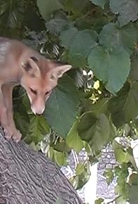 Primary photo for Crow and Fox