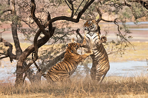 2024Family with Tigers大山3 2024Family with Tigers大山3 Endangered South China tiger