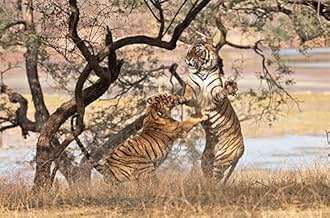 2024Family with Tigers大山3 Siberian tigers enjoy family time in NE China's national
