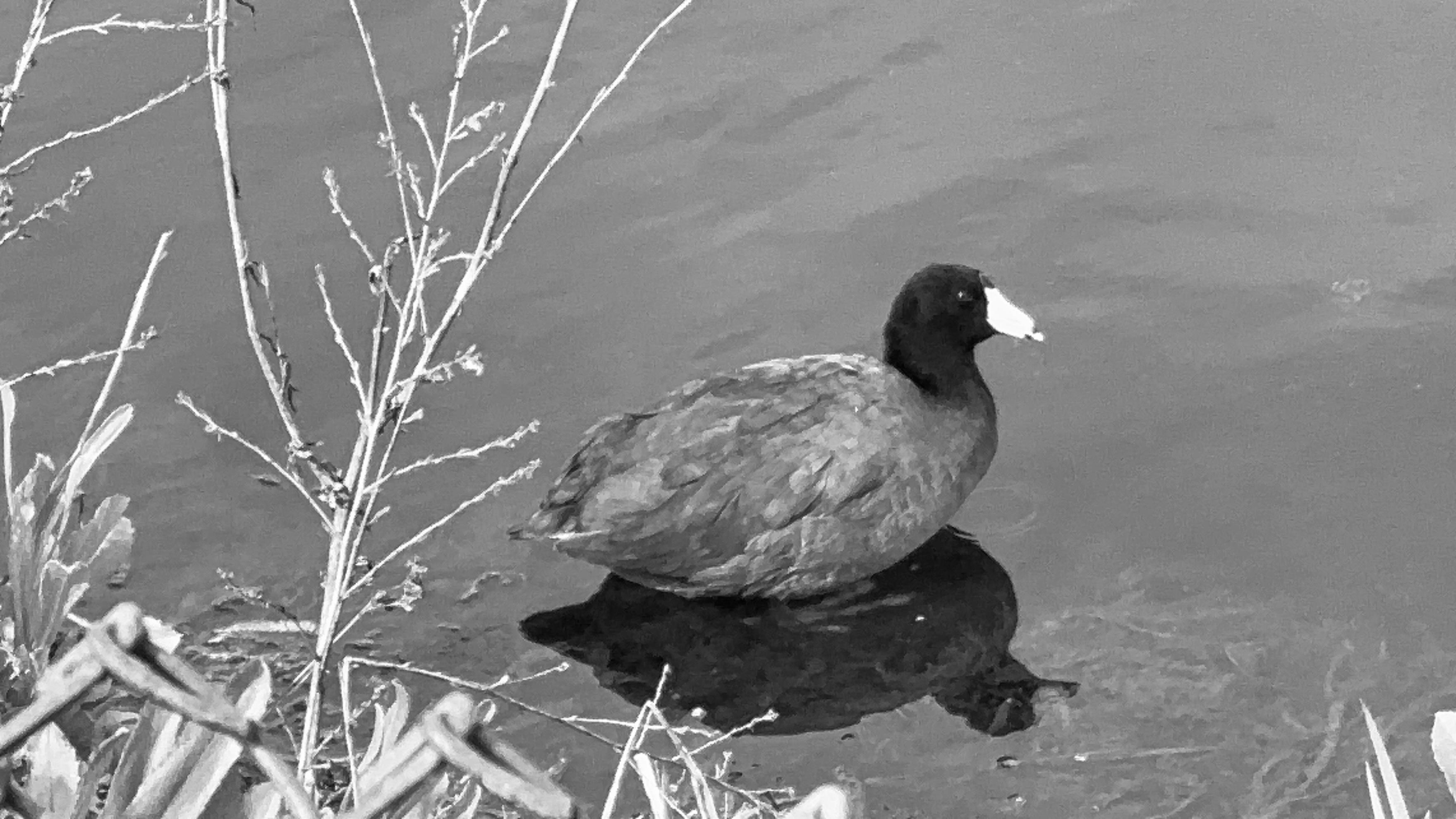 Please Do Not Feed the Ducks