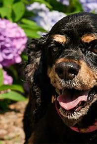 Primary photo for Patron Saint of Merriment