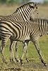 Primary photo for Zebras Primary photo for Zebras