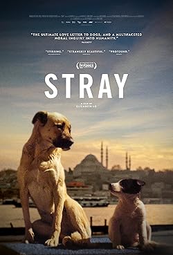 Poster of Stray (2020)
