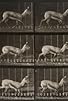 Primary photo for Antelope Trotting Primary photo for Antelope Trotting