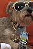 Primary photo for DoggyStyle What's My Name Primary photo for DoggyStyle What's My Name