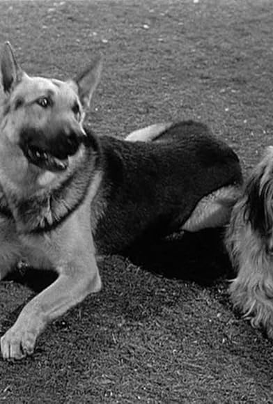 Primary photo for A Tale of Two Dogs Primary photo for A Tale of Two Dogs