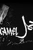 Primary photo for A Camel Primary photo for A Camel