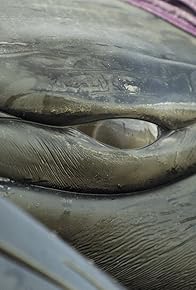 Primary photo for What are the Threats Facing Whales Today?