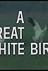 Primary photo for A Great White Bird Primary photo for A Great White Bird